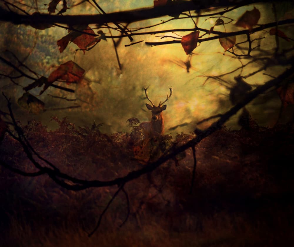 Mystical Forest Stag by Robert Fabrowski — canvas wall art