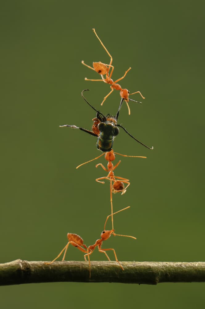 Ants Teamwork Effort by Edy Pamungkas — canvas wall art