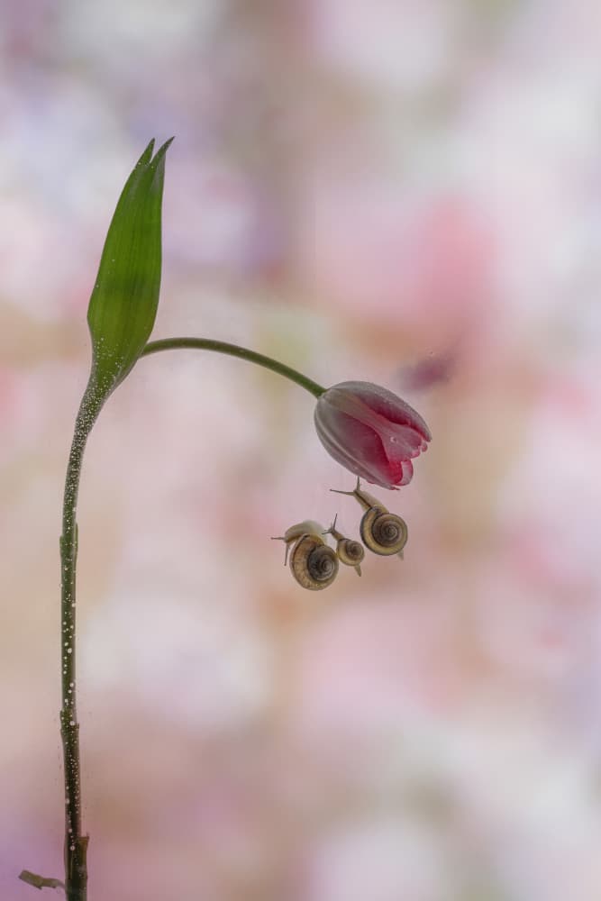 Delicate Snails Pink Bloom by Miharu † — canvas wall art