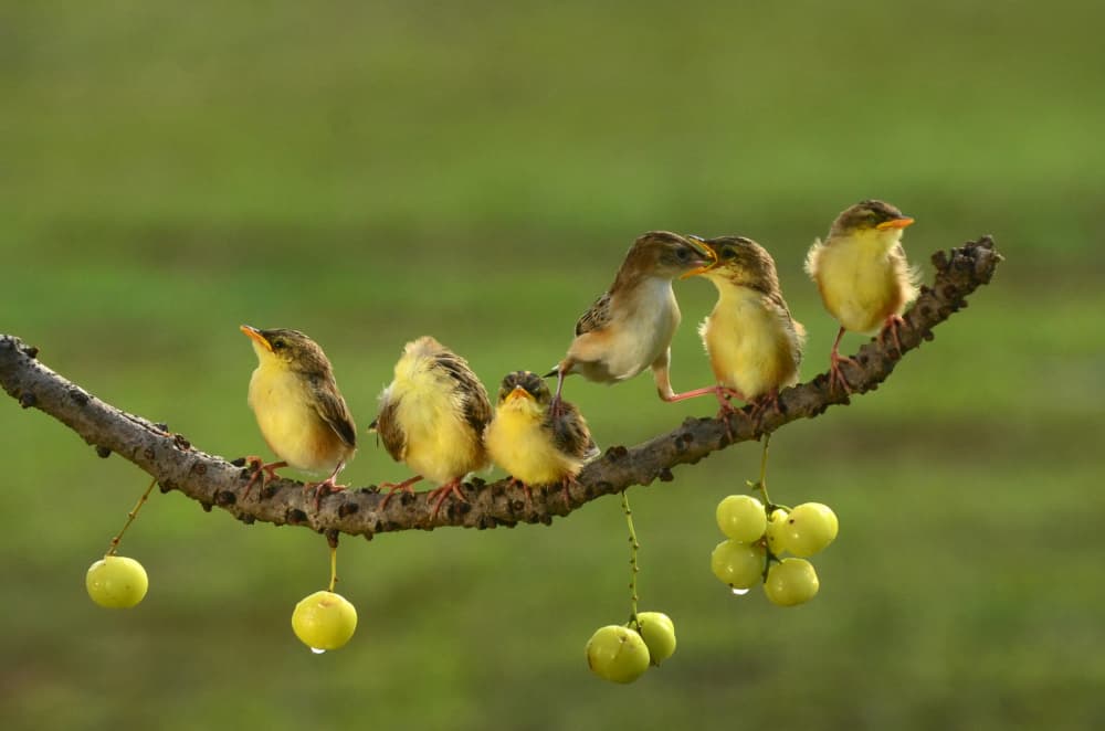 Bird Family Feeding by Rawisyah Aditya — canvas wall art