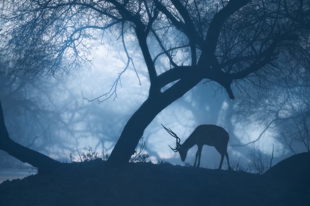 Misty Blue Deer by Jayanta Guha — canvas wall art