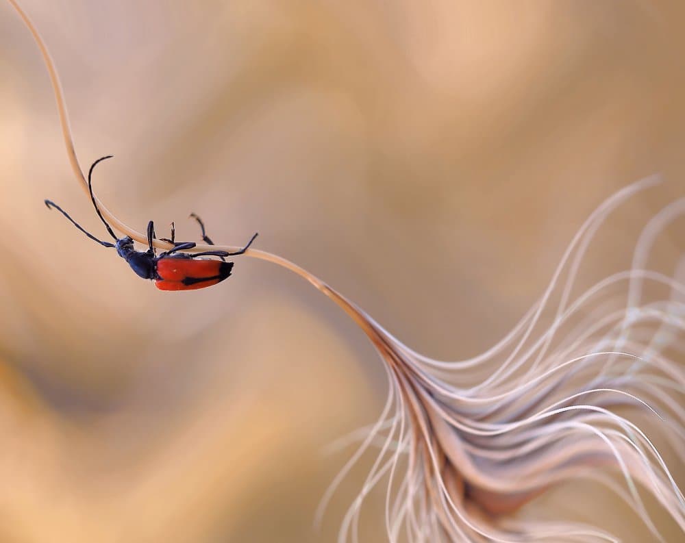 Red Beetle on Stem by Thierry Dufour — canvas wall art