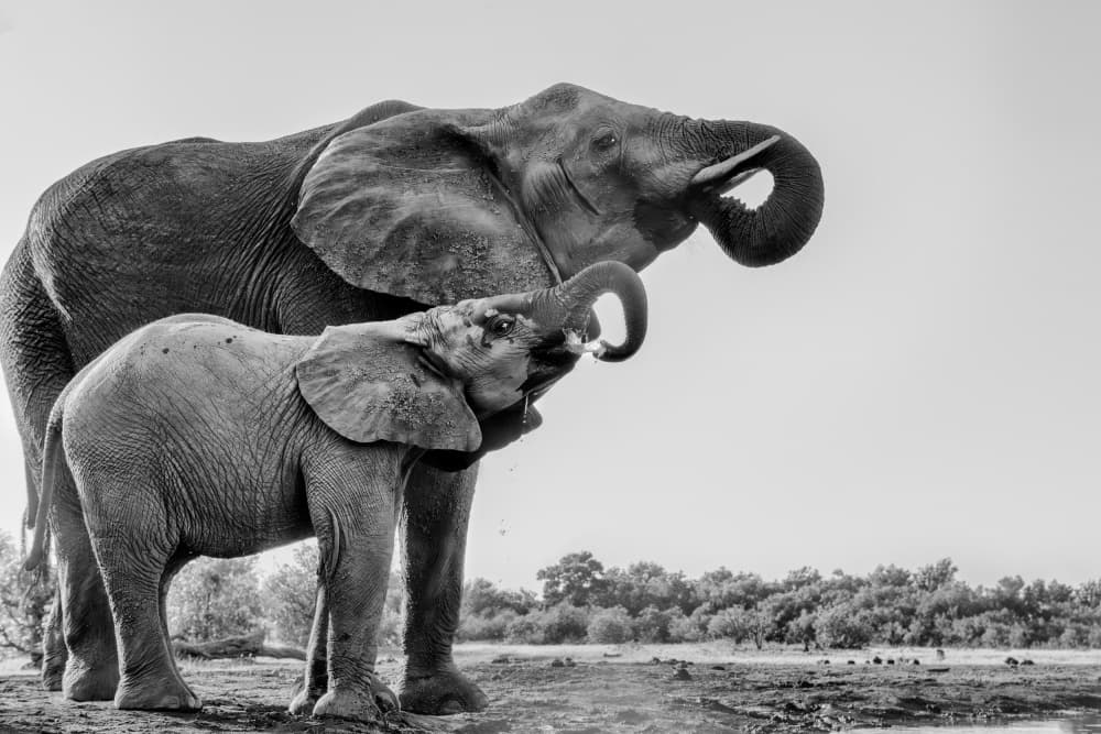 Baby Elephant's First Drink by Jun Zuo — canvas wall art