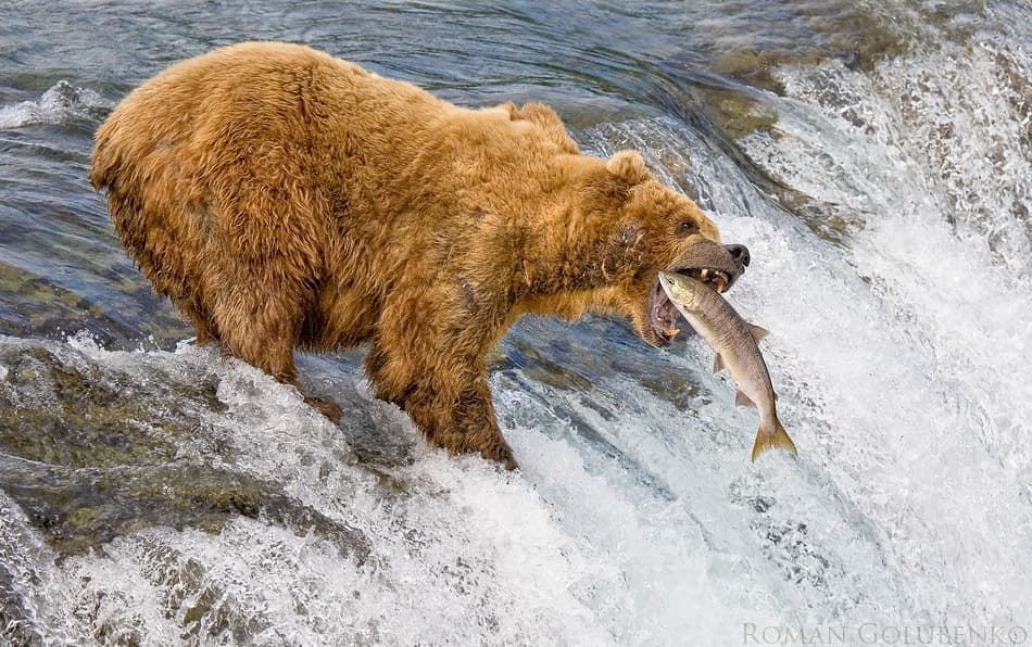 Bear Catches Salmon by Roman Golubenko — canvas wall art
