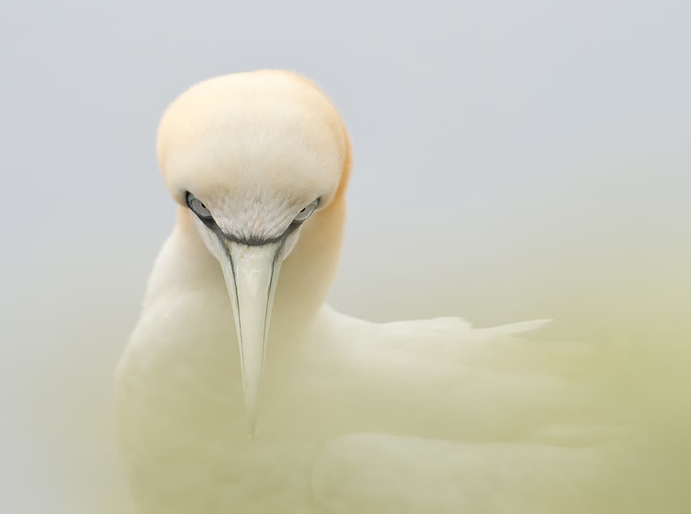 Northern Gannet Gaze by Els Keurlinckx — canvas wall art