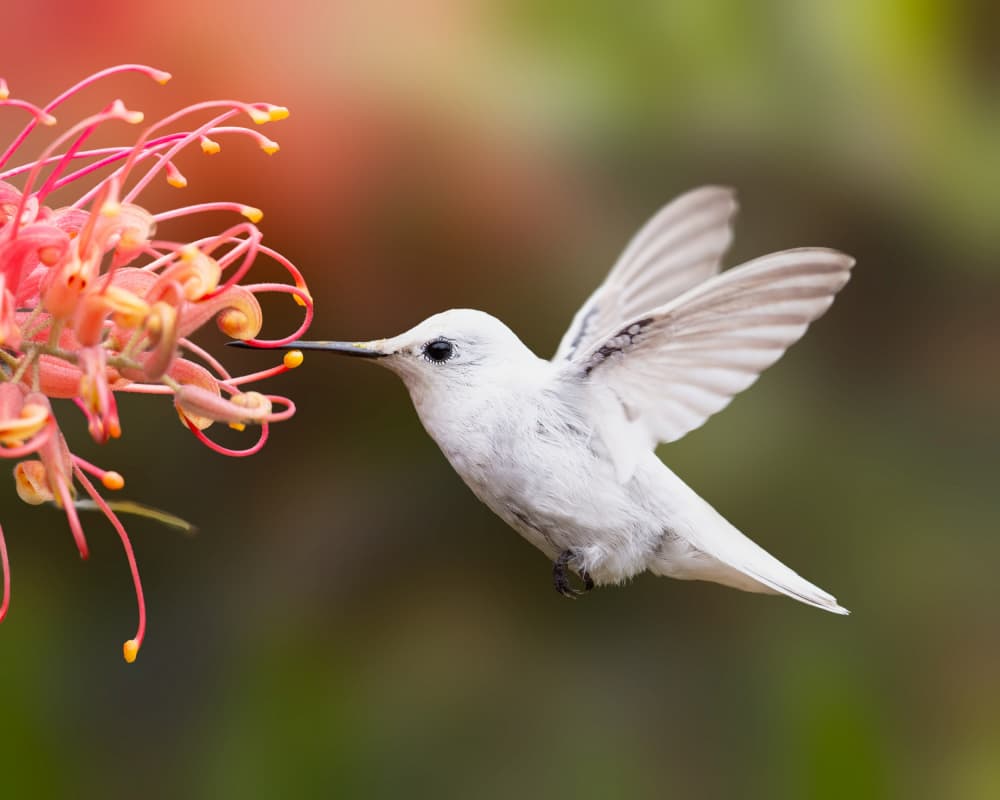 White Hummingbird Bloom by Bill Lu — canvas wall art