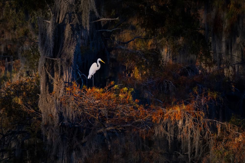 Golden Perch by Ti Wang — canvas wall art