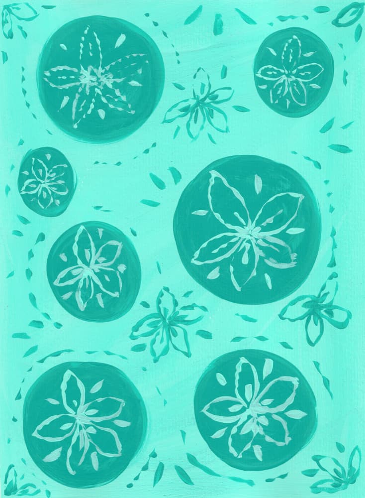 Coastal Sand Dollars by Lerin Freyou — canvas wall art