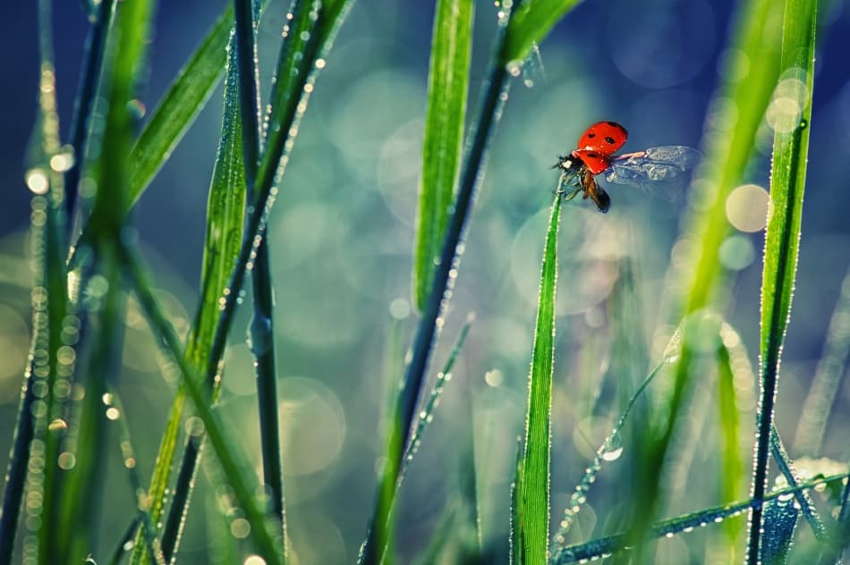 Ladybug Taking Flight by Foad Mirzaie — canvas wall art