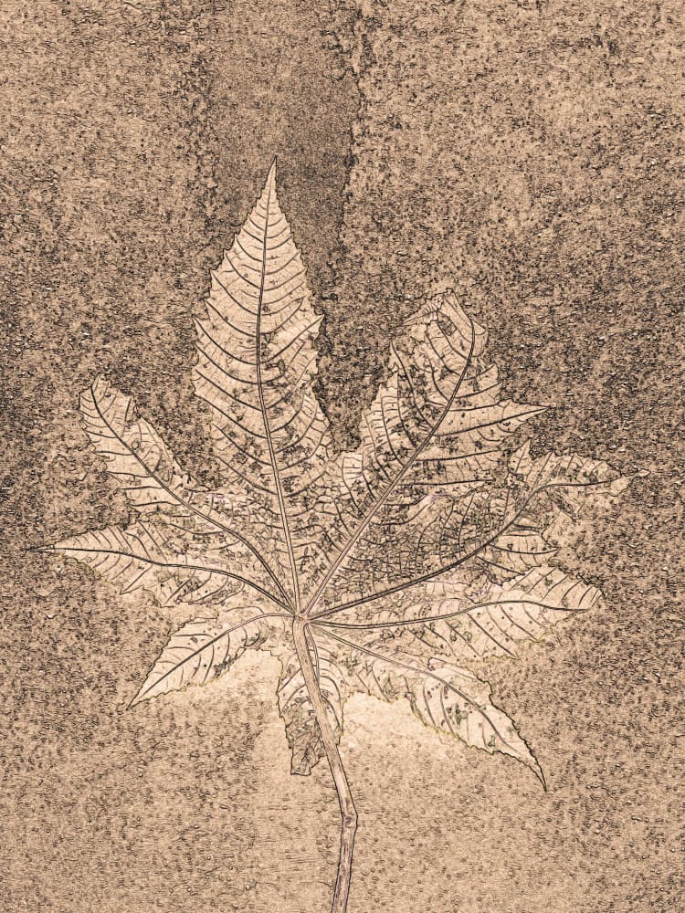 Rustic Botanical Leaf by Santhosh ch — canvas wall art