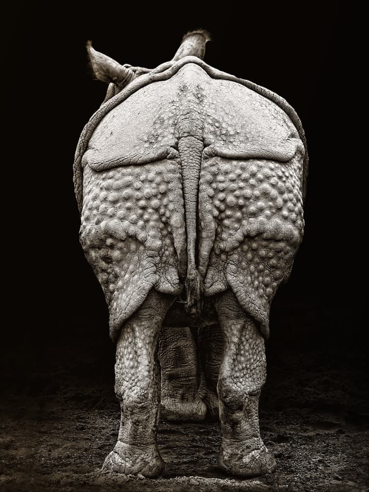 Textured Rhino Back
