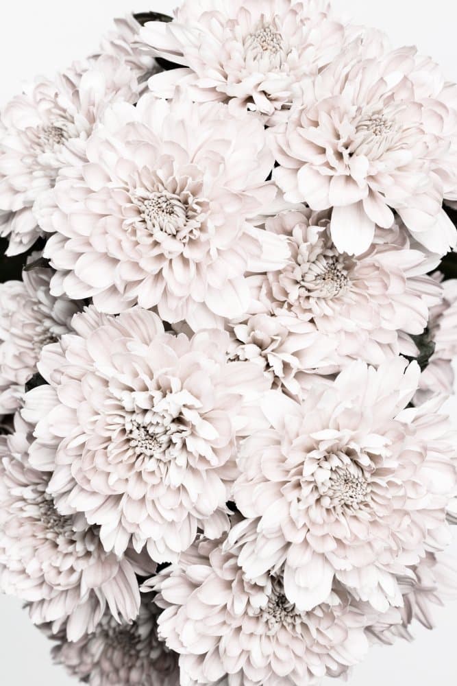 Elegant White Chrysanthemums by Pictufy Studio III — canvas wall art