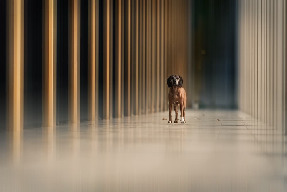 Lone Dog Hallway by Heike Willers — canvas wall art