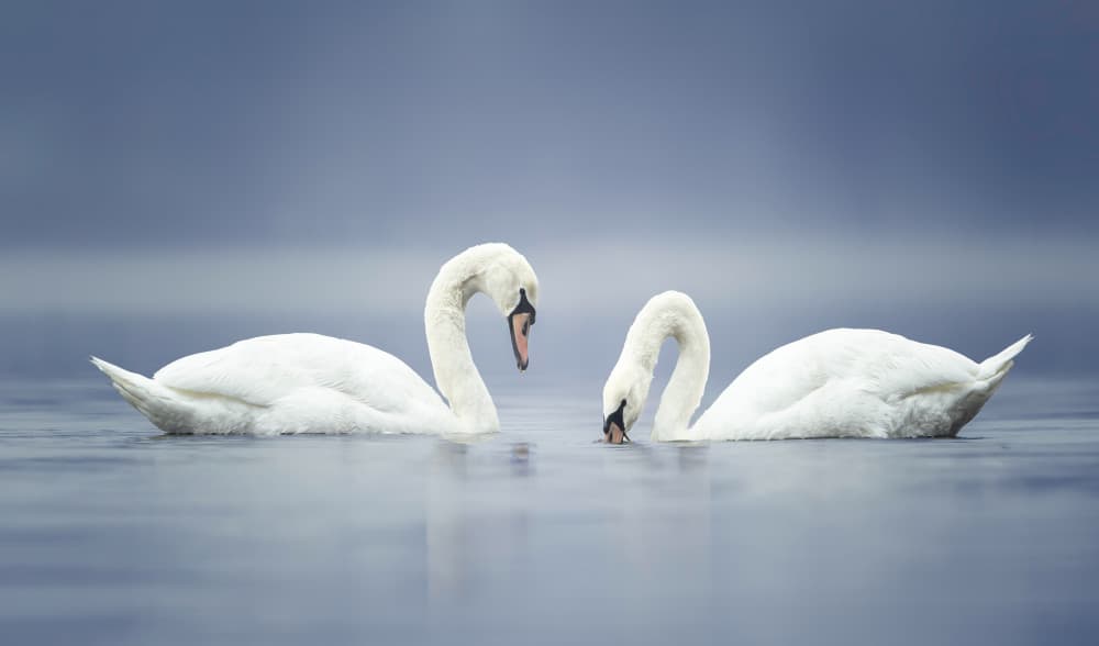 Graceful Swans on Water by Kai Dan — canvas wall art