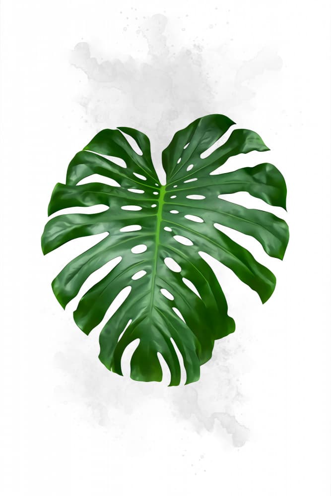 Tropical Monstera Leaf by Rafal Kulik — canvas wall art