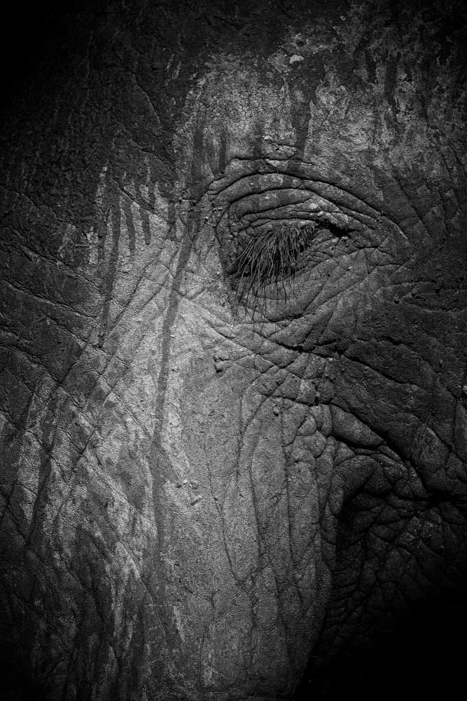 African Elephant Gaze by Dan Edwards — canvas wall art