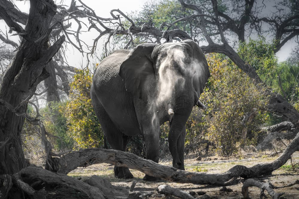 African Elephant Dusting by Anita Singh — canvas wall art