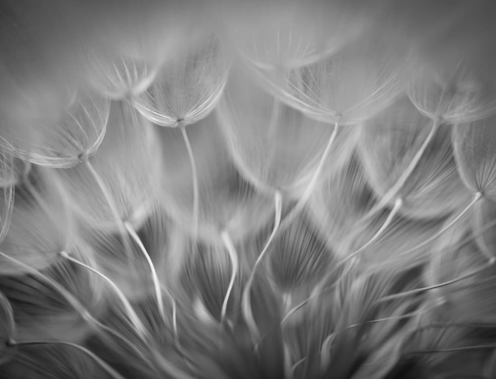 Dandelion Seed Whispers by Keren Or — canvas wall art