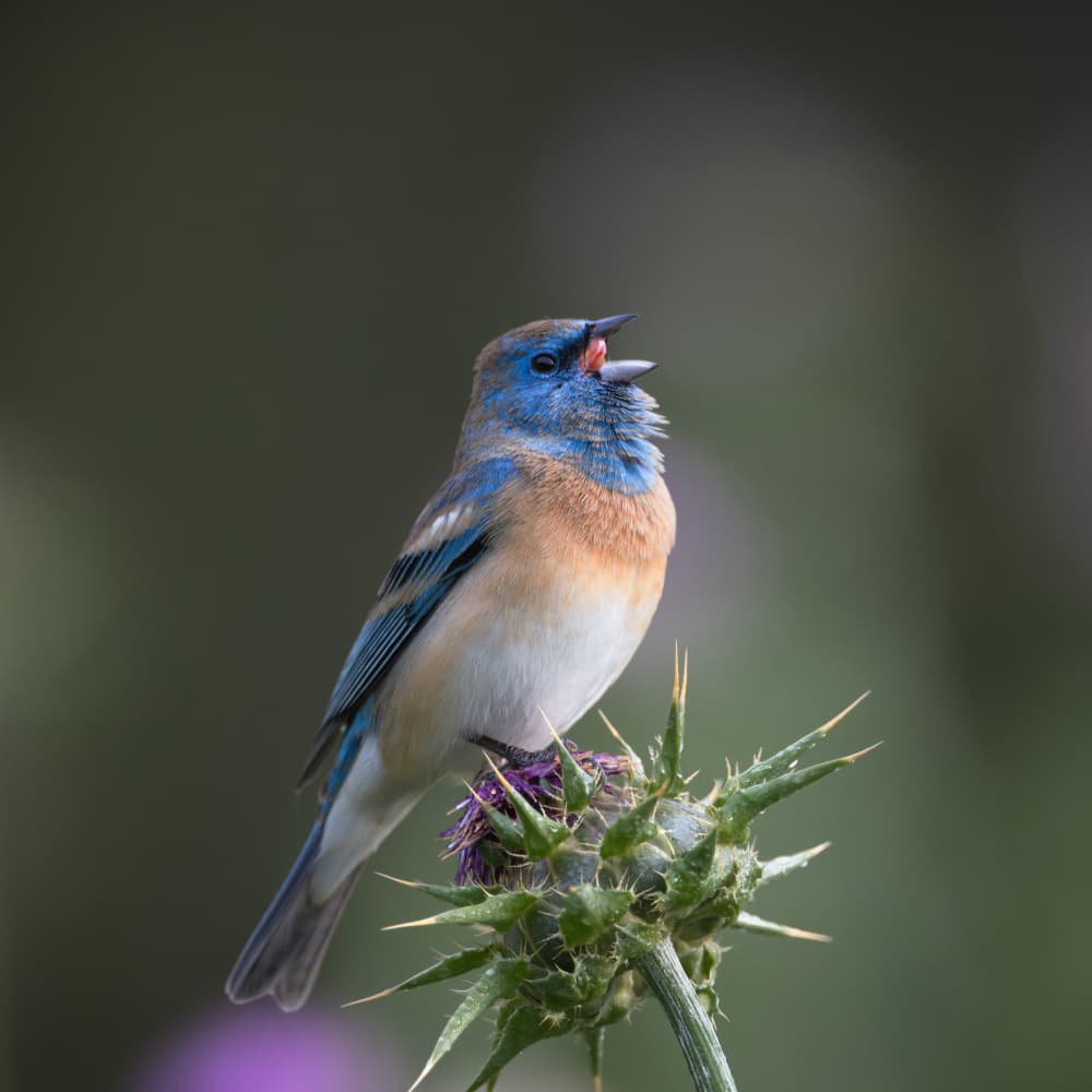 Vibrant Blue Songbird by Taksing (吉星高照) — canvas wall art