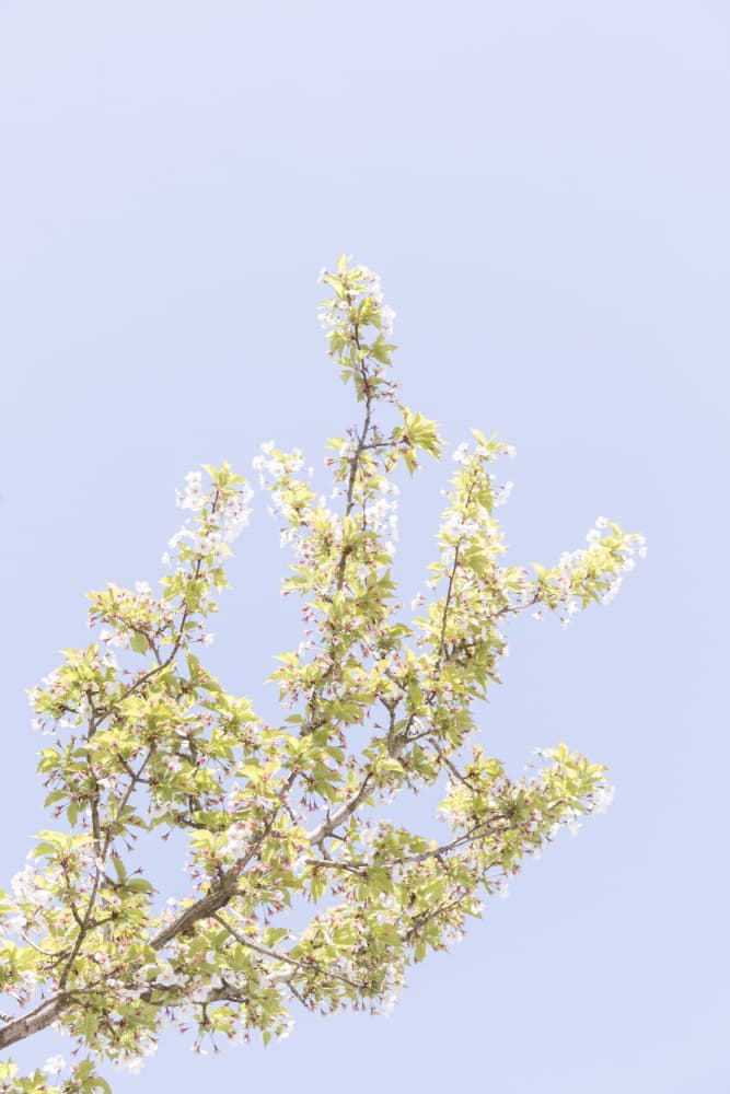 White Spring Blossoms by Lynann Colligan — canvas wall art