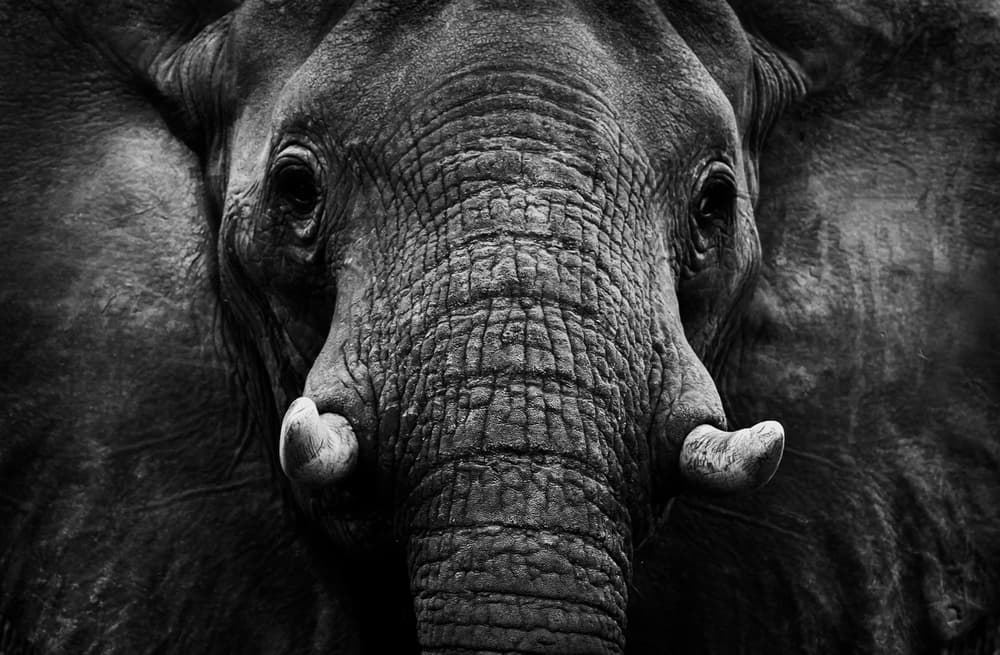 Dramatic Elephant Portrait by WildPhotoArt — canvas wall art
