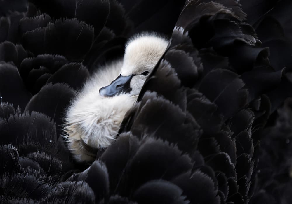 Fluffy Cygnet Nestled by C.S. Tjandra — canvas wall art