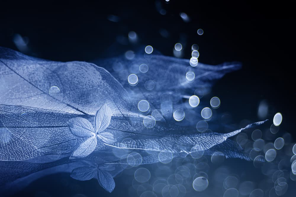 Blue Ethereal Leaves by Igor Kopcev — canvas wall art