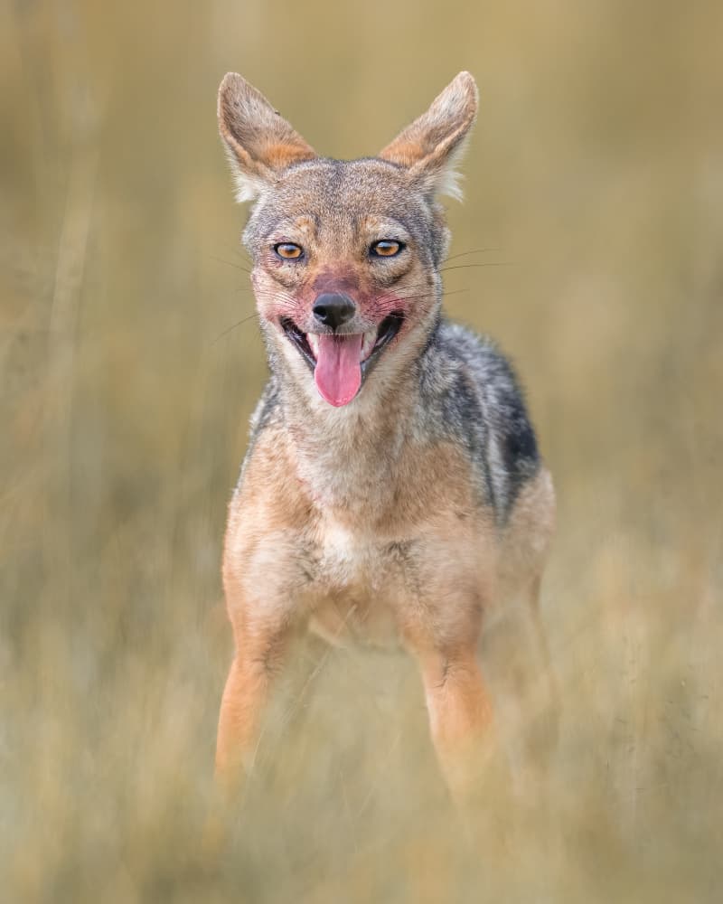 Happy Jackal Portrait by Ahmed Elsheshtawy — canvas wall art