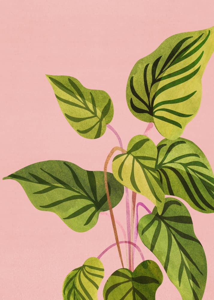 Upstart 5x7 by Kristian Gallagher — canvas wall art