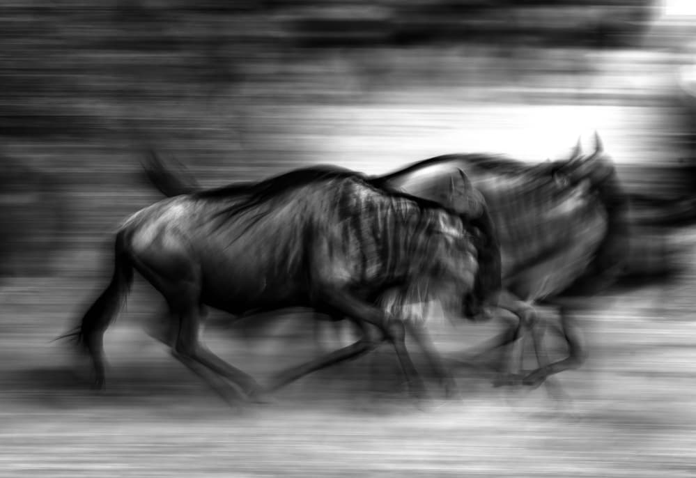 The wildebeest race by Giuseppe DAmico — canvas wall art