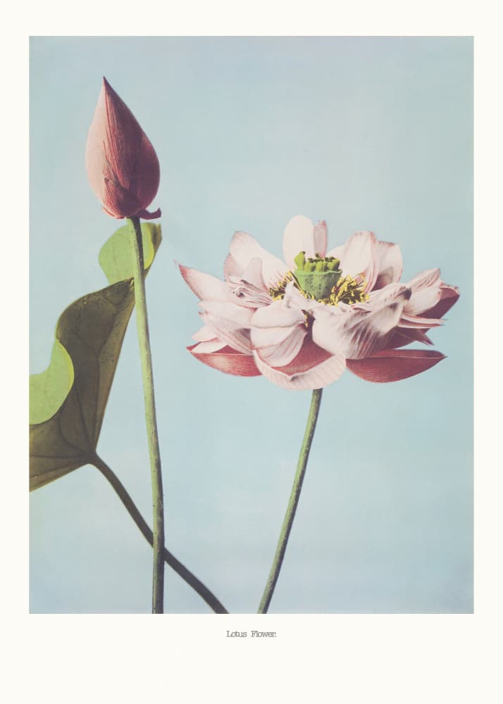  Lotus Flowers by Ogawa Kazumasa — canvas wall art