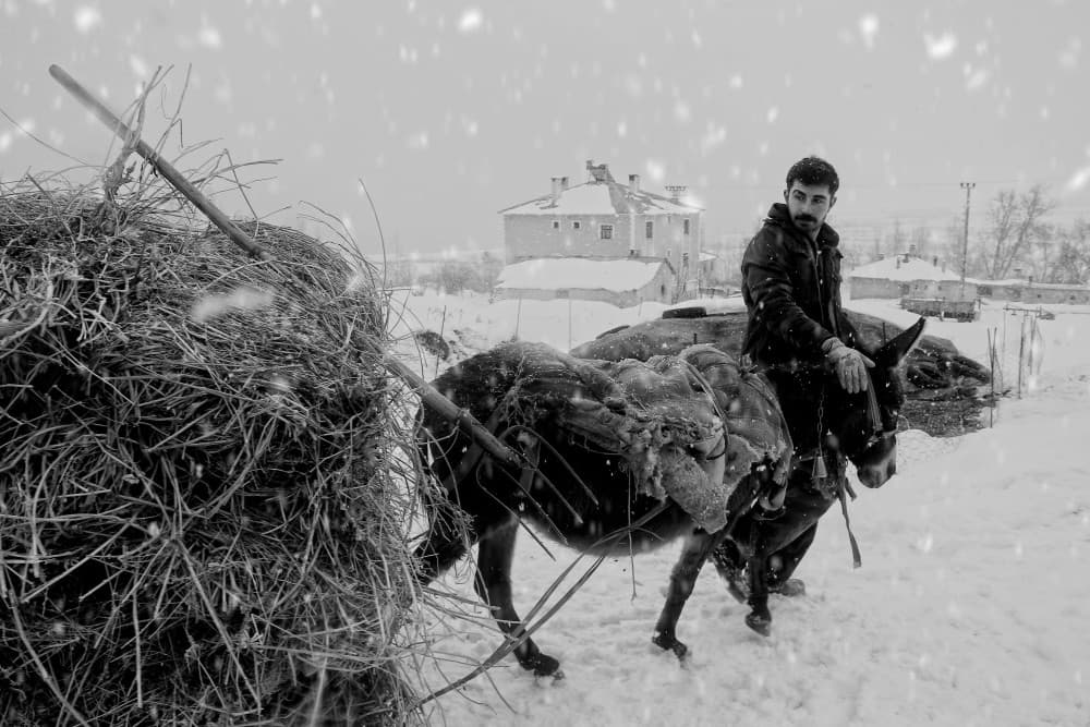 Winter Donkey Ride by Emine Basa — canvas wall art