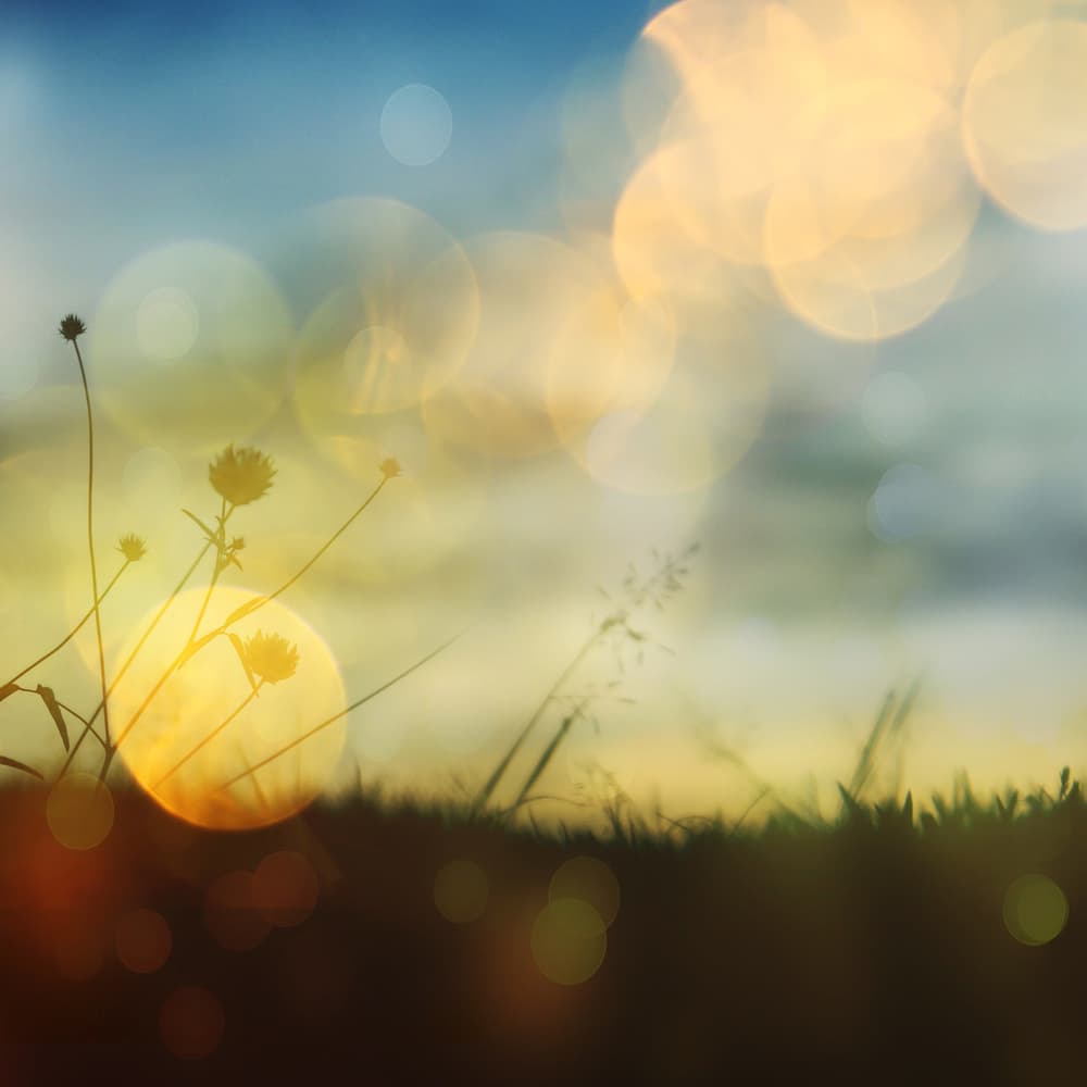 Dreamy Golden Hour Light by Stefan Eisele — canvas wall art