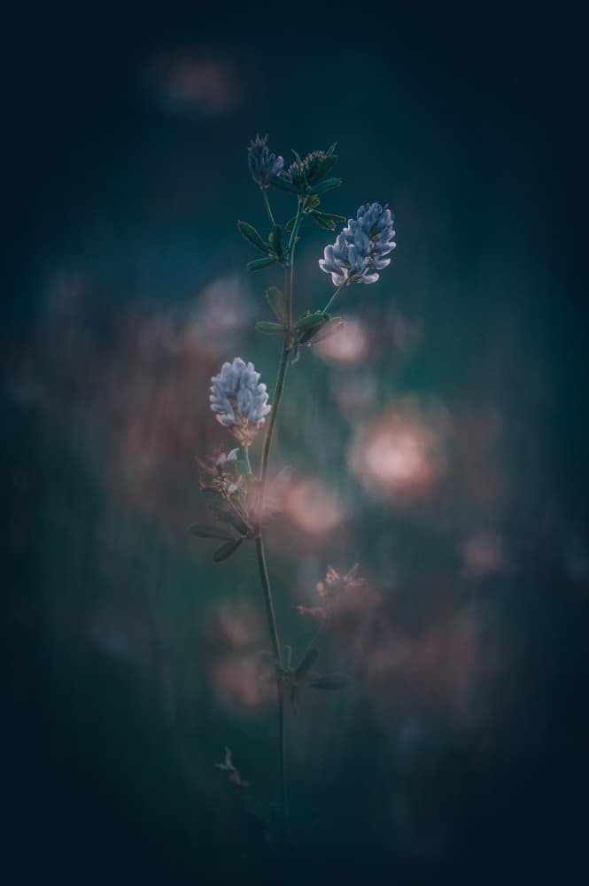 Delicate Evening Bloom by Rado Gadoczi — canvas wall art