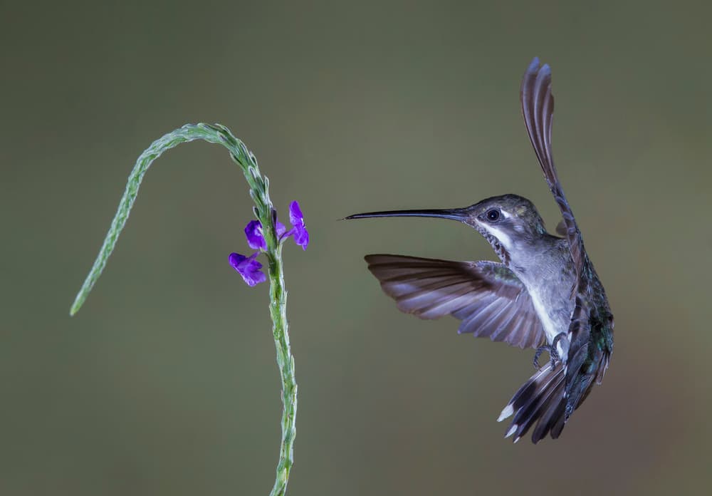 Graceful Hummingbird Flight by Greg Barsh — canvas wall art