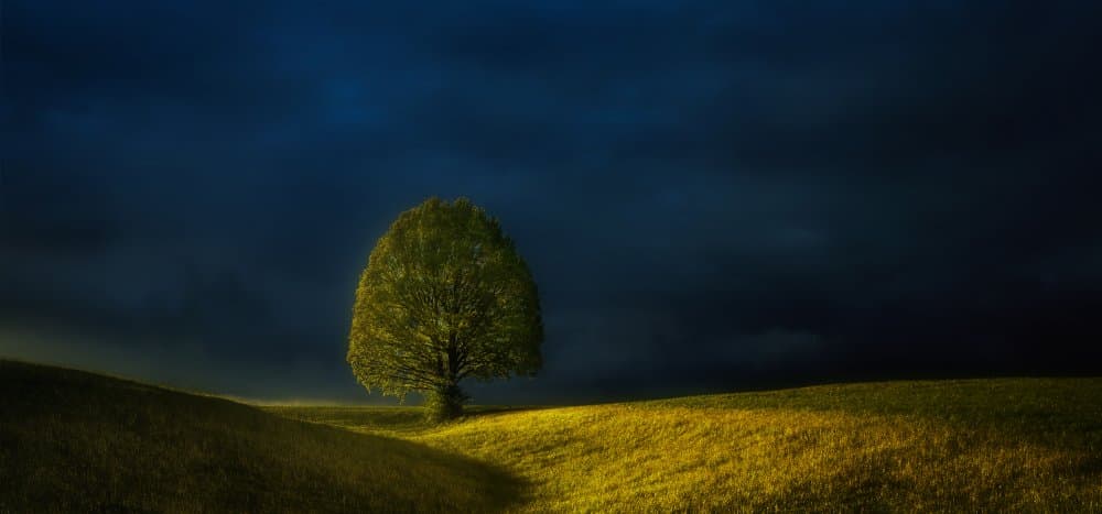 Lone Tree Dark Sky by Margit Lisa Pinggera — canvas wall art