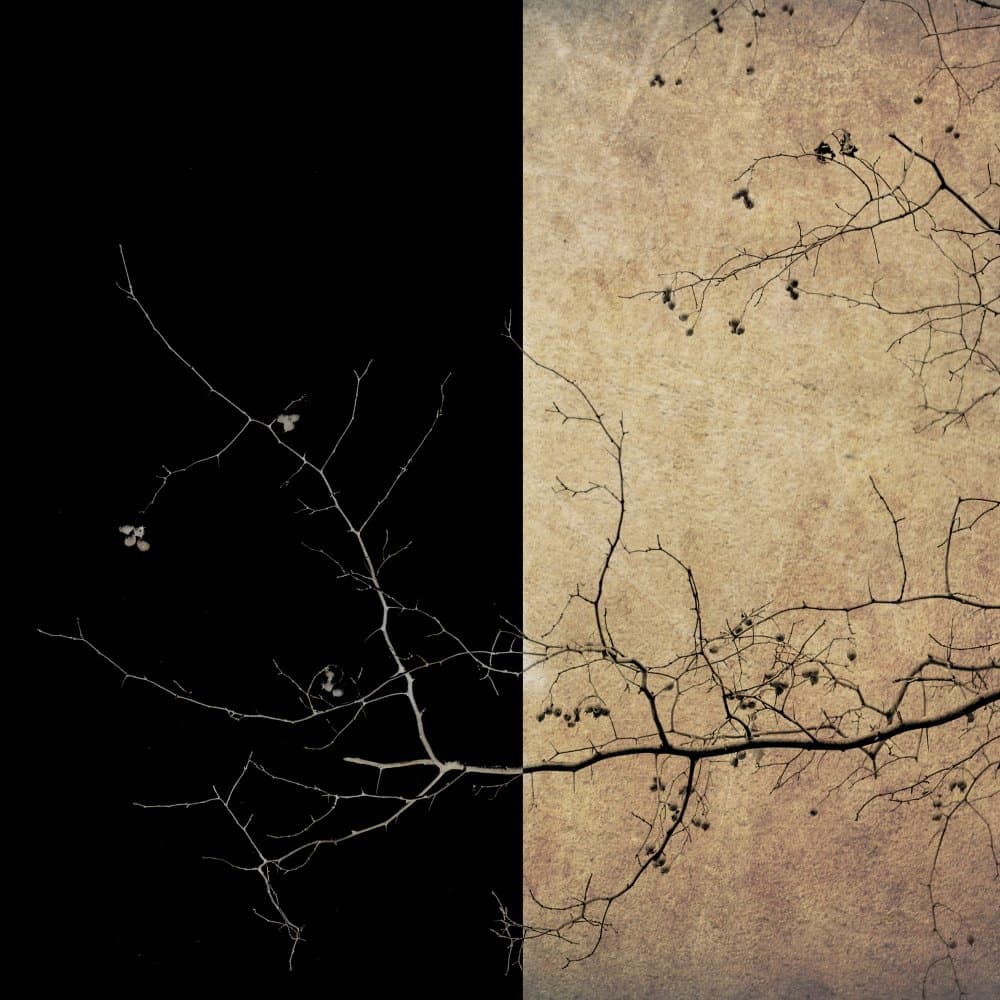 Textured Tree Contrast by Evgenii Novichikhin — canvas wall art