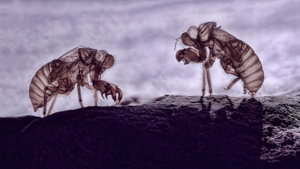 Ethereal Cicada Molts by Jimmy Hoffman — canvas wall art