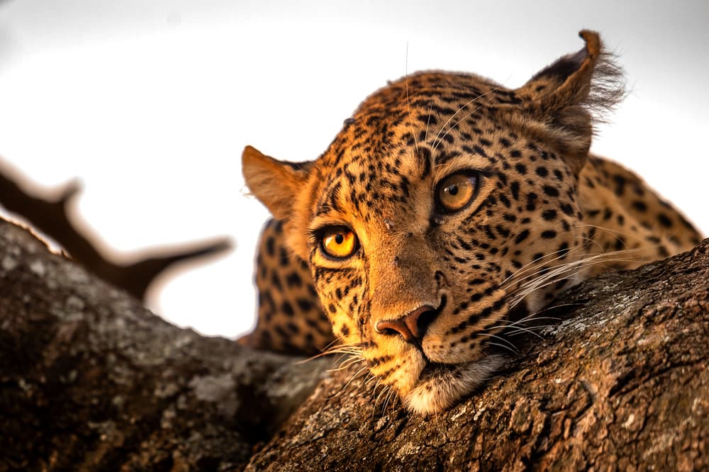 Leopard's Golden Gaze by Hung Tsui — canvas wall art
