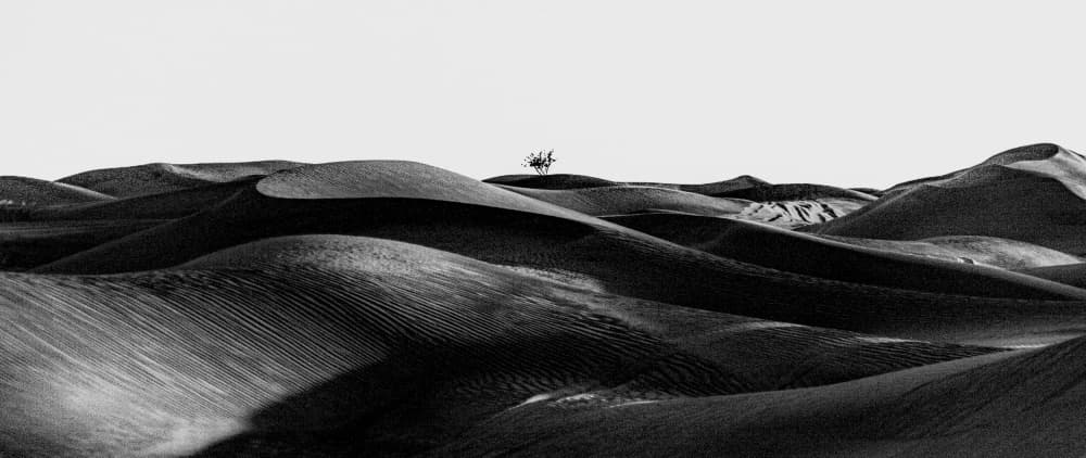 Vast Desert Dunes by Reeno — canvas wall art
