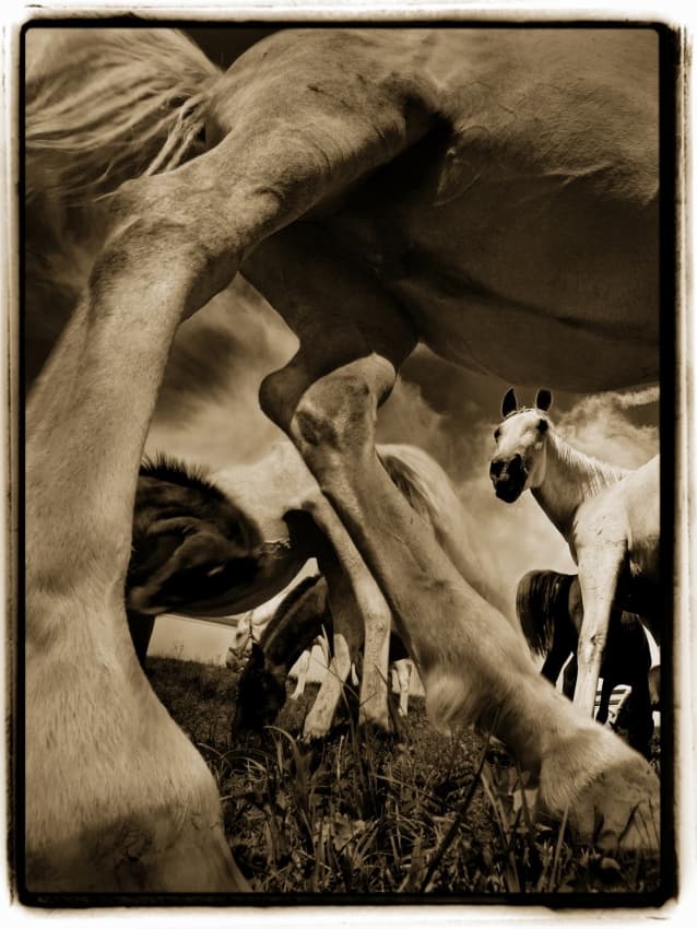 Sepia Tone Horse Family by Milan Malovrh — canvas wall art