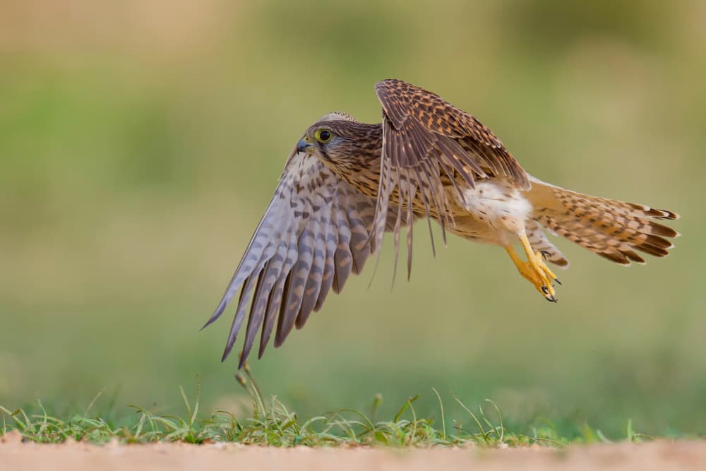 Kestrel Takes Flight by David Manusevich — canvas wall art