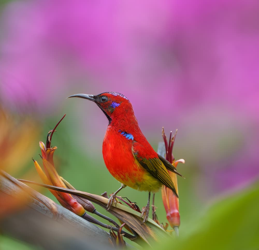 Vibrant Red Sunbird by Alex Li — canvas wall art