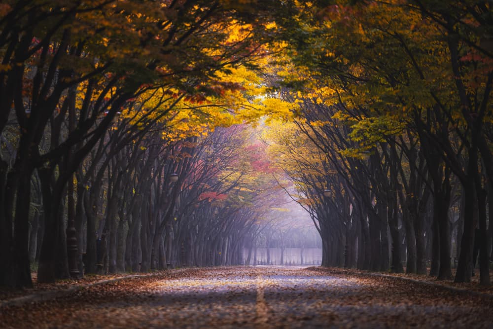 Golden Autumn Path by Tiger Seo — canvas wall art