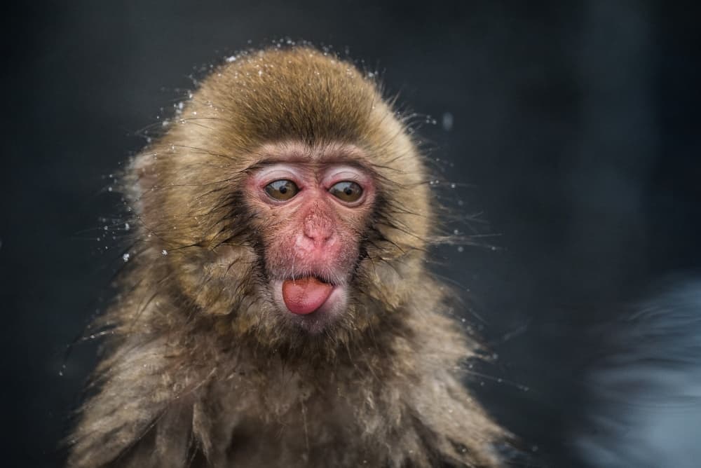 Playful Snow Monkey by Takeshi Marumoto — canvas wall art