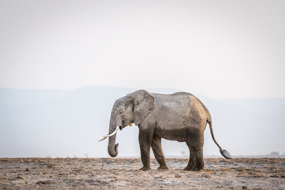 Lone Elephant Stroll by Jeffrey C. Sink — canvas wall art