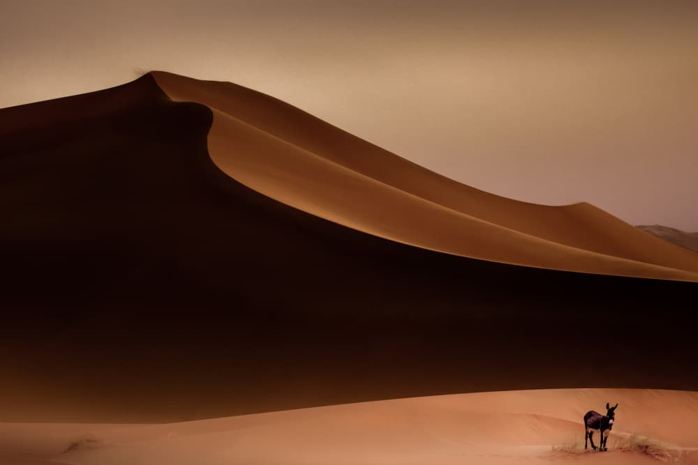 Solitary Desert Donkey by Rainer Inderst — canvas wall art