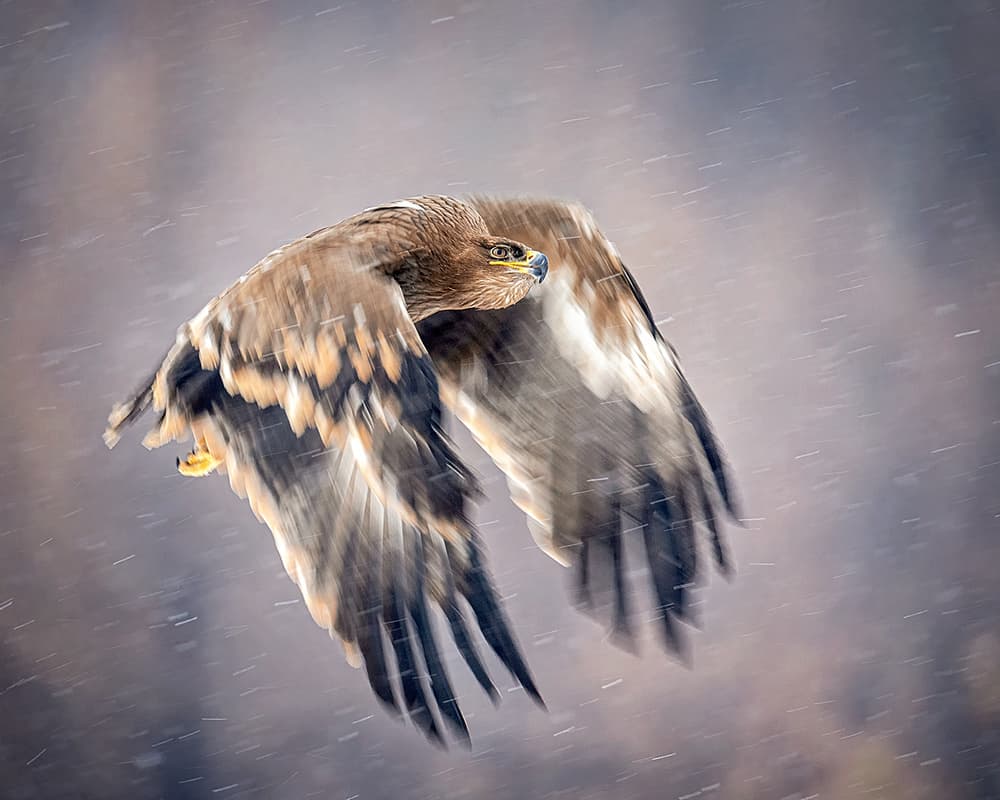 Majestic Eagle Flight by Annie Poreider — canvas wall art