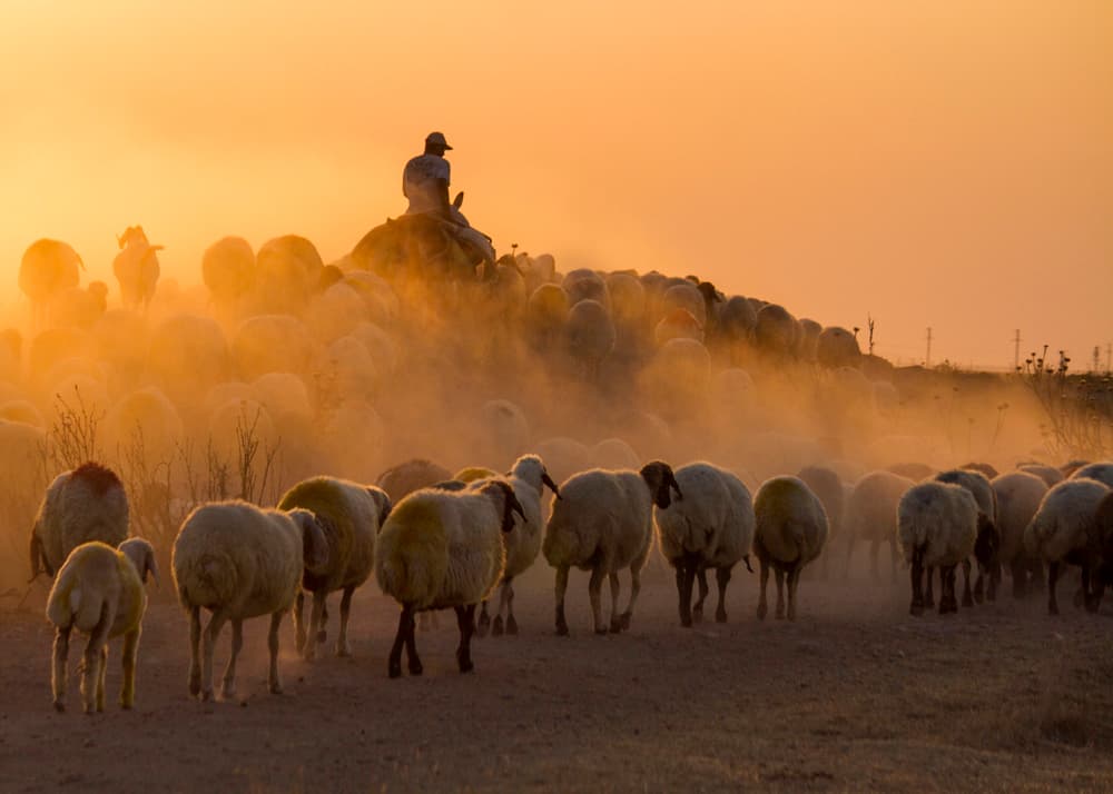 Shepherd Golden Sunset by Feyzullah Tunç — canvas wall art