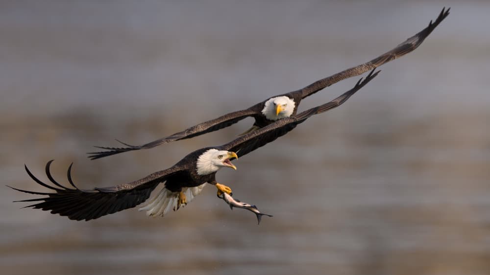 Eagles Fishing Flight by John Fan — canvas wall art